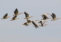 Bar headed goose