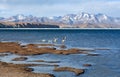 Bar-headed goose flying off at Manasarovar lake in Tibet Royalty Free Stock Photo