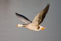 Bar-headed Goose, Indische Gans, Anser indicus Royalty Free Stock Photo