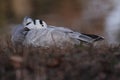 bar headed goose sleeping or resting Royalty Free Stock Photo