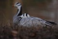 bar headed goose sleeping or resting Royalty Free Stock Photo