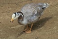 The bar-headed goose. Wild live bird is looking for food.