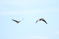 Bar-headed goose wildlife photography sharp Sun set click wildelife natural rendom clicks flying capture migration bird