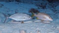 Bar Jack and Schoolmaster following a Sharptail Eel as it feeds in the sand Royalty Free Stock Photo