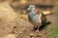 Bar-shouldered dove