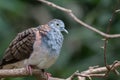 Bar-shouldered dove