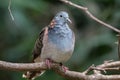 Bar-shouldered dove