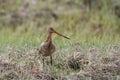 Bar-tailed godwit