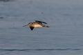 Bar-Tailed Godwit Limos Lapponica Royalty Free Stock Photo