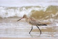 Bar-tailed Godwit Royalty Free Stock Photo