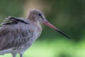 A bar-tailed godwit Limosa lapponica is a large wader close up in in non breeding plumage on soft green background at Wasit