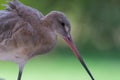 A bar-tailed godwit Limosa lapponica is a large wader close up in in non breeding plumage on soft green background at Wasit