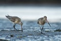 Bar-tailed Godwit - Limosa lapponica  large wader, Scolopacidae, breeds on Arctic coasts and tundra and winters on coasts in Royalty Free Stock Photo