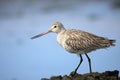 The bar-tailed godwit Limosa lapponica, non-breeding plumage, with blue background Royalty Free Stock Photo
