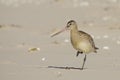 Bar-tailed Godwit - Limosa lapponica Royalty Free Stock Photo