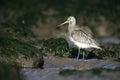Bar-tailed godwit, Limosa lapponica, Royalty Free Stock Photo