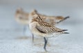 Bar-tailed Godwit (Limosa lapponica) Royalty Free Stock Photo