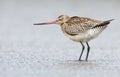Bar-tailed Godwit (Limosa lapponica) Royalty Free Stock Photo