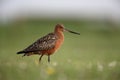 Bar-tailed godwit, Limosa lapponica