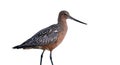 Bar-tailed godwit, Limosa lapponica Royalty Free Stock Photo