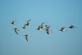 Bar-tailed Godwit (Limossa lapponica) Royalty Free Stock Photo