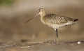 Bar-tailed Godwit Royalty Free Stock Photo