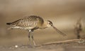 Bar-tailed Godwit Royalty Free Stock Photo