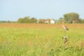Bar-tailed godwit in meadows Royalty Free Stock Photo