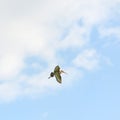 Bar-tailed godwit in the sky Royalty Free Stock Photo