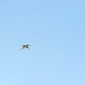 Bar-tailed godwit in the sky Royalty Free Stock Photo
