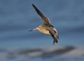 Bar tailed Godwit Royalty Free Stock Photo