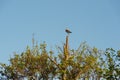 Bar-tailed godwit in tree Royalty Free Stock Photo
