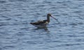 Bar tailed godwit Royalty Free Stock Photo