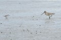 Bar-tailed Godwit and Wrybill