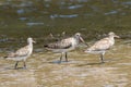 Bar-tailed Godwits Royalty Free Stock Photo