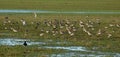 Bar tailed godwits and other birds in field Royalty Free Stock Photo