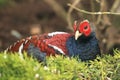 Bar-tailed pheasant Royalty Free Stock Photo