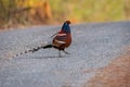Bar-tailed Pheasant at high mountain area. Royalty Free Stock Photo