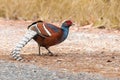 Bar-tailed pheasant standing on the roadside Royalty Free Stock Photo