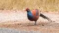 Bar-tailed pheasant standing on the roadside Royalty Free Stock Photo