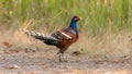 Bar-tailed pheasant standing on the roadside Royalty Free Stock Photo