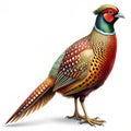Bar-tailed Pheasant White background Royalty Free Stock Photo