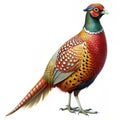 Bar-tailed Pheasant White background Royalty Free Stock Photo