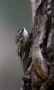 Bar-tailed treecreeper