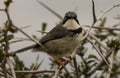 Bar-throated Apalis. Royalty Free Stock Photo