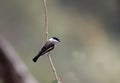 Bar-winged flycatcher-shrike