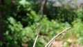 Bar-winged skimmer libellula axilena dry twig