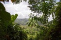 El Yunque National Forest near Baracoa in the Guantanamo province, Cuba Royalty Free Stock Photo