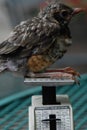 Barak`n Robin: baby robin on Postal Scale Royalty Free Stock Photo