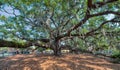 Baranoff Oak in Safety Harbor Florida